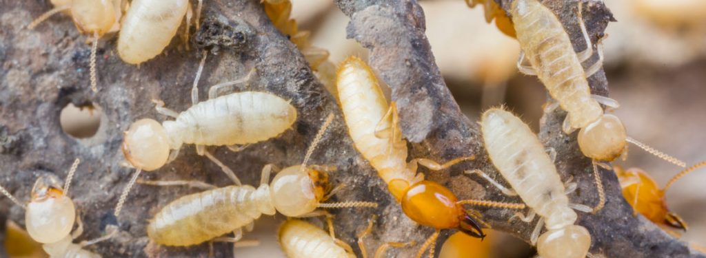 termite treatment in brisbane